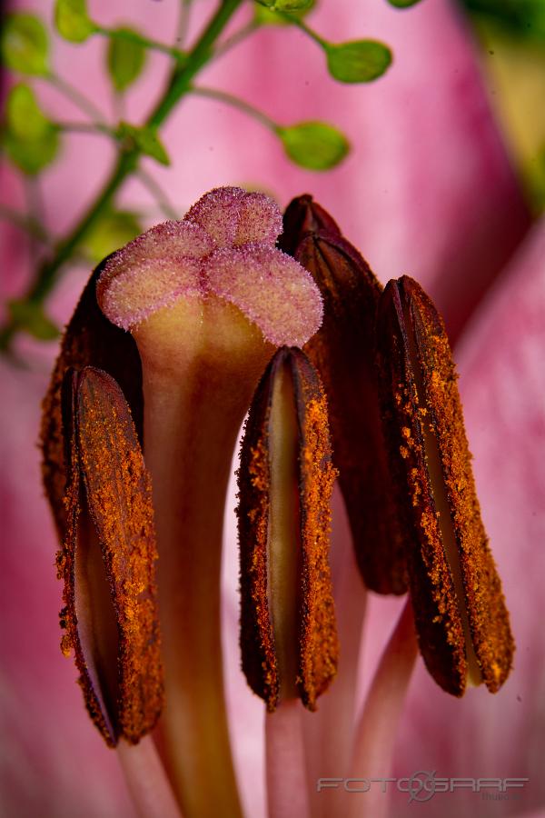 Rosellas Dream (Asiatisk lilja) Lilium