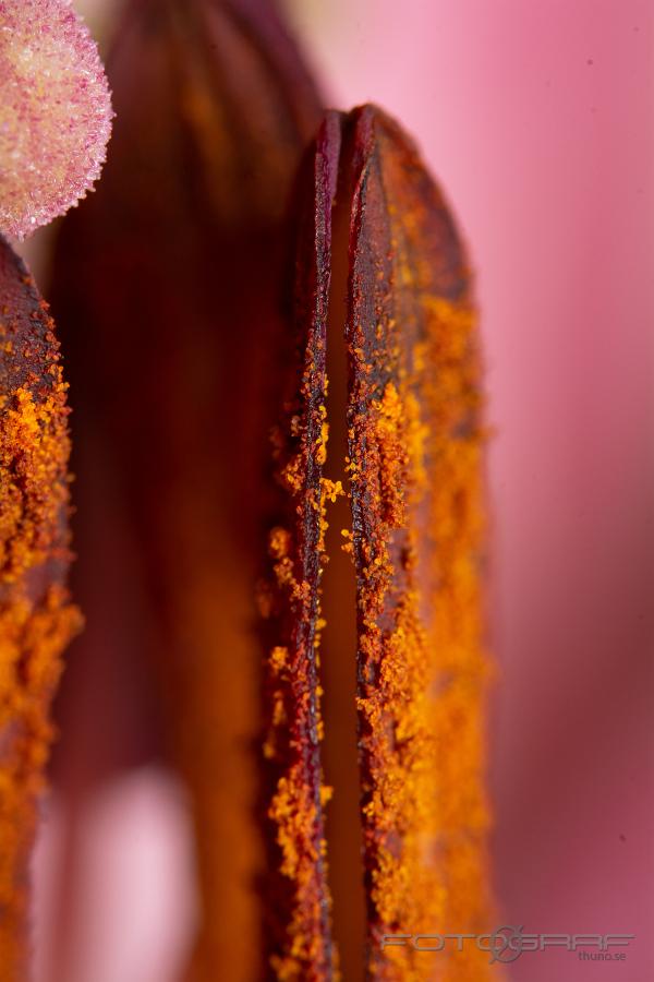 Rosellas Dream (Asiatisk lilja) Lilium