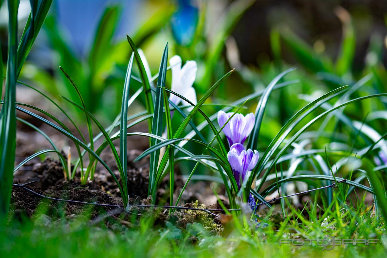 spring crocus, giant crocus (Vårkrokus) Crocus vernus