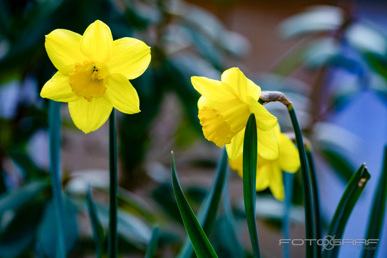 Daffodil or Jonquil (Påsklilja) Narcissus