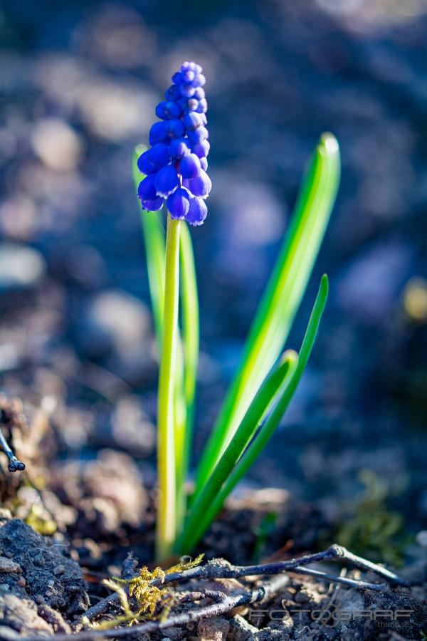 Grape hyacinth (Pärlhyacint) Muscari botryoides