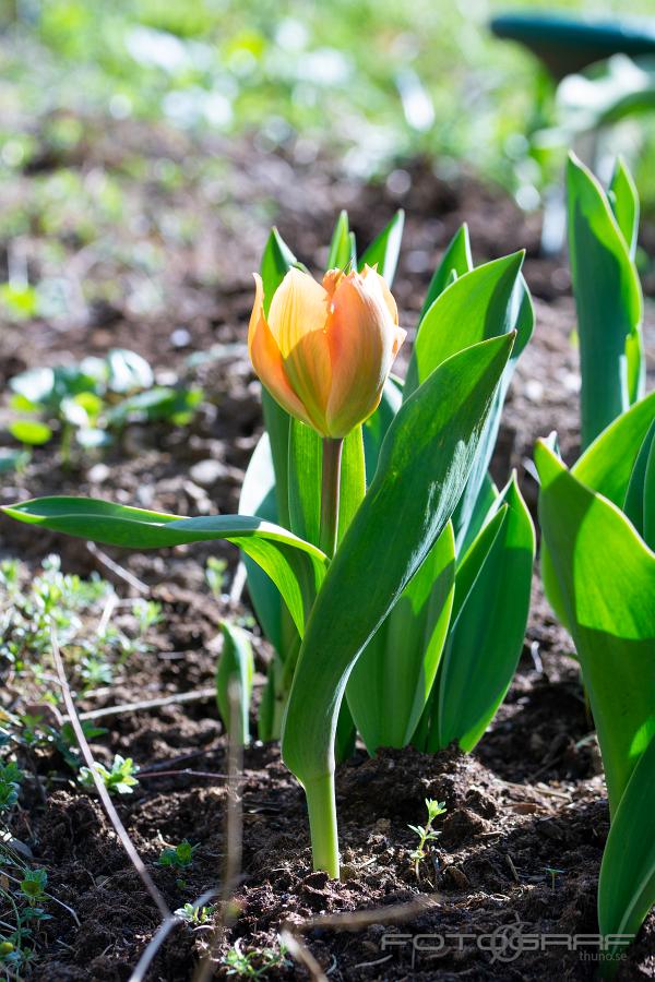 Tulips (Tulpaner) Tulipa