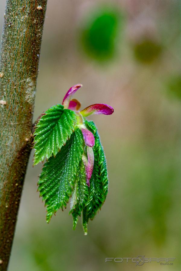 Growth Leafy spring growth on elm