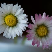 English daisy (Tusensköna eller bellis)