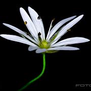 Wood Stitchwort (Lundarv)