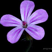 Herb-Robert (Stinknäva)