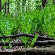 Wing plants (Ormbunkar)