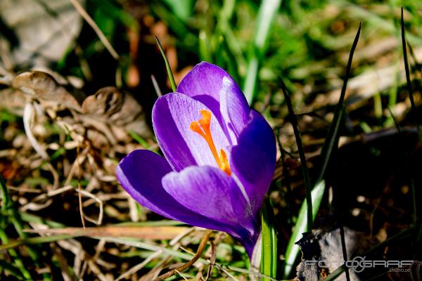 spring crocus, giant crocus (Vårkrokus)