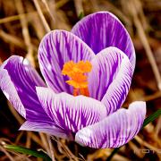 spring crocus, giant crocus (Vårkrokus)