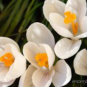 spring crocus, giant crocus (Vårkrokus)