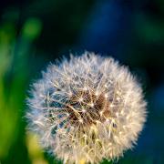 Dandelion (Maskros)