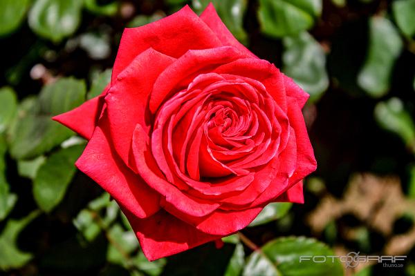 Red rose (Röd ros)