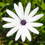 Blue & white daisybush