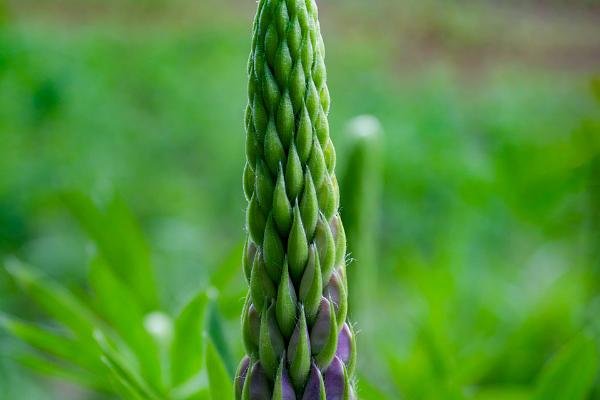 Large-leaved lupine (Blomsterlupin)