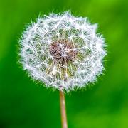 Dandelion (Maskros)