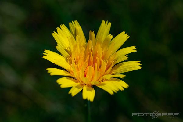 Fall Dandelion (Höstfibbla)