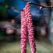 Common hazel (Hassel)