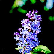 Common Lilac (Syren)