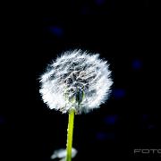 Dandelion (Maskros)