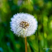 Dandelion (Maskros)