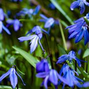 Siberian squill (Blåstjärna)