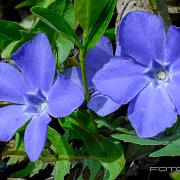 Lesser periwinkle (Vintergröna)