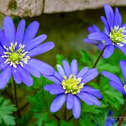 Wood anemone (Knölsippa)