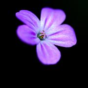 Herb-Robert (Stinknäva)