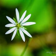 Wood Stitchwort (Lundarv)