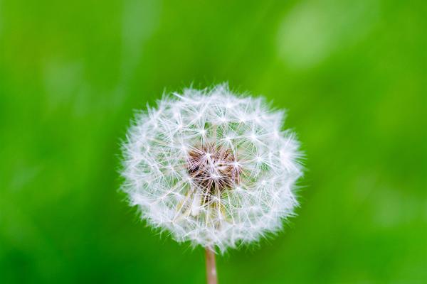 Dandelion (Maskros)