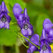 Monkshood (Wolfsbane)