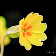 Cowslip primrose (Gullviva)