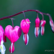 Bleeding heart (Löjtnantshjärta)