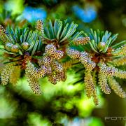 Wing plants (Ormbunkar)