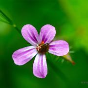 Herb-Robert (Stinknäva)