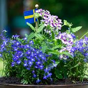 (Kaplobelia)