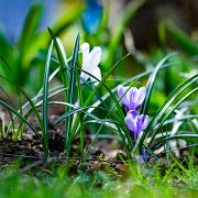 spring crocus, giant crocus (Vårkrokus)