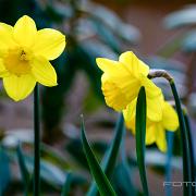 Daffodil or Jonquil (Påsklilja)