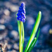 Grape hyacinth (Pärlhyacint)