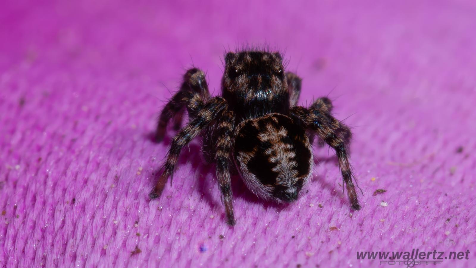 V-Signed Jumping Spider (Vinkelhoppspindel)