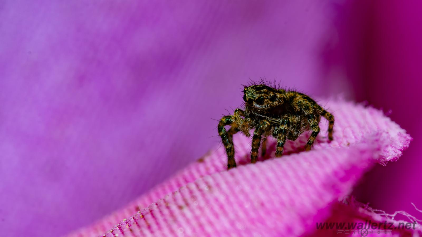 V-Signed Jumping Spider (Vinkelhoppspindel)