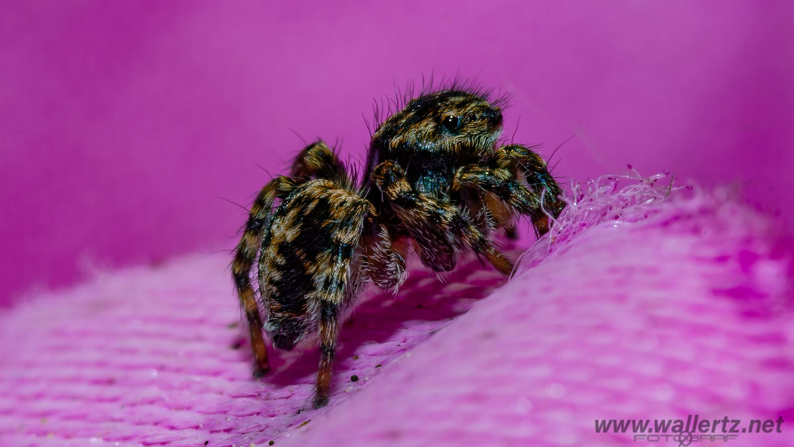 V-Signed Jumping Spider (Vinkelhoppspindel)