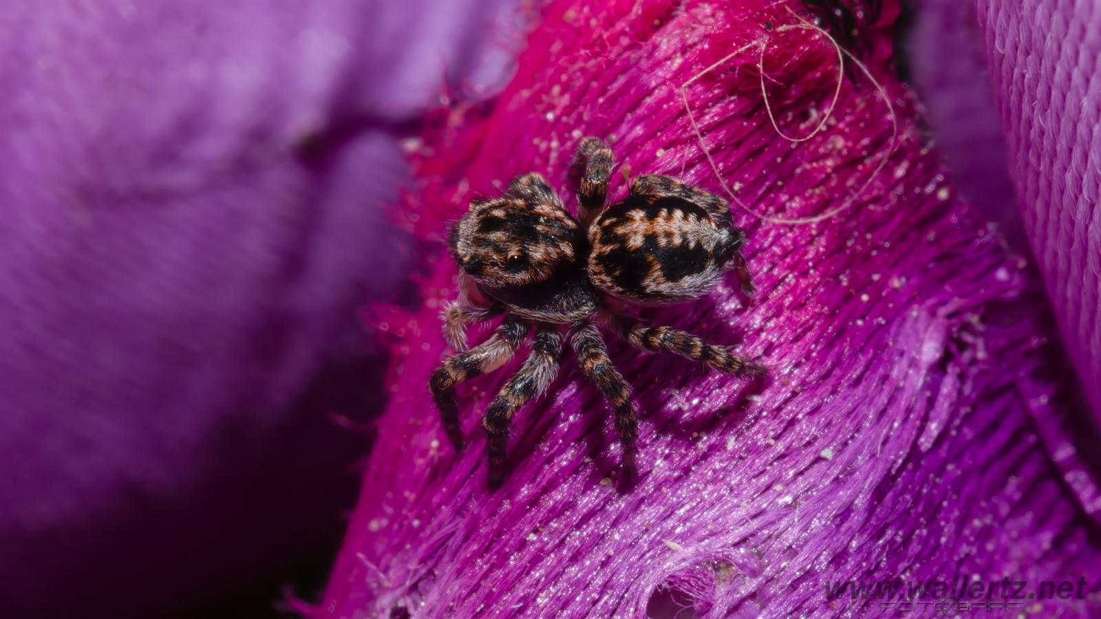 V-Signed Jumping Spider (Vinkelhoppspindel)