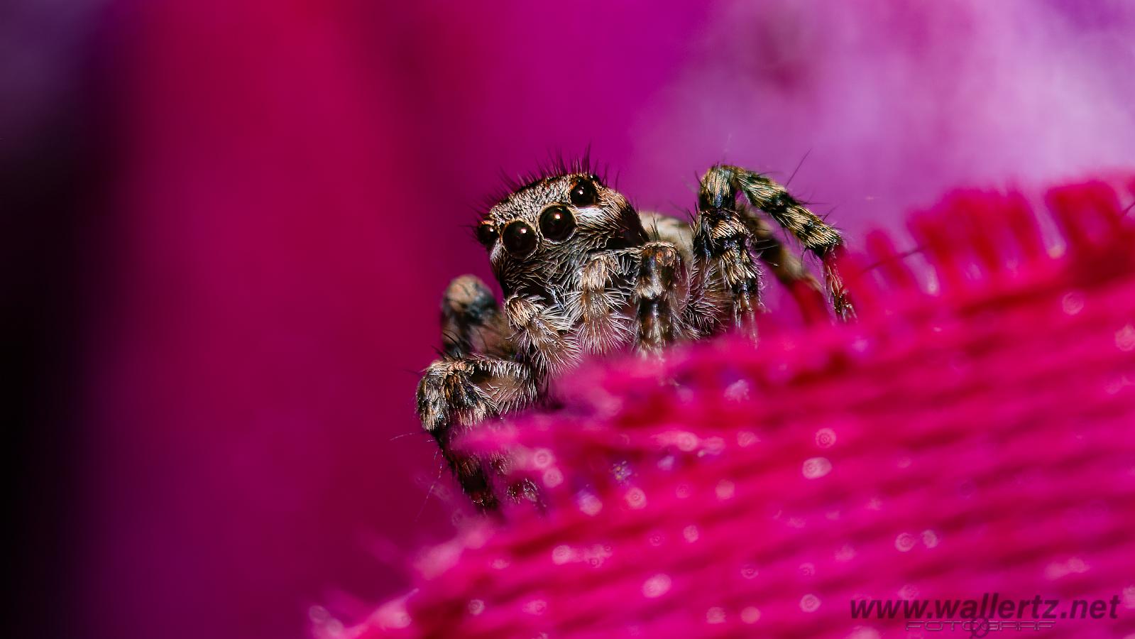 V-Signed Jumping Spider (Vinkelhoppspindel)