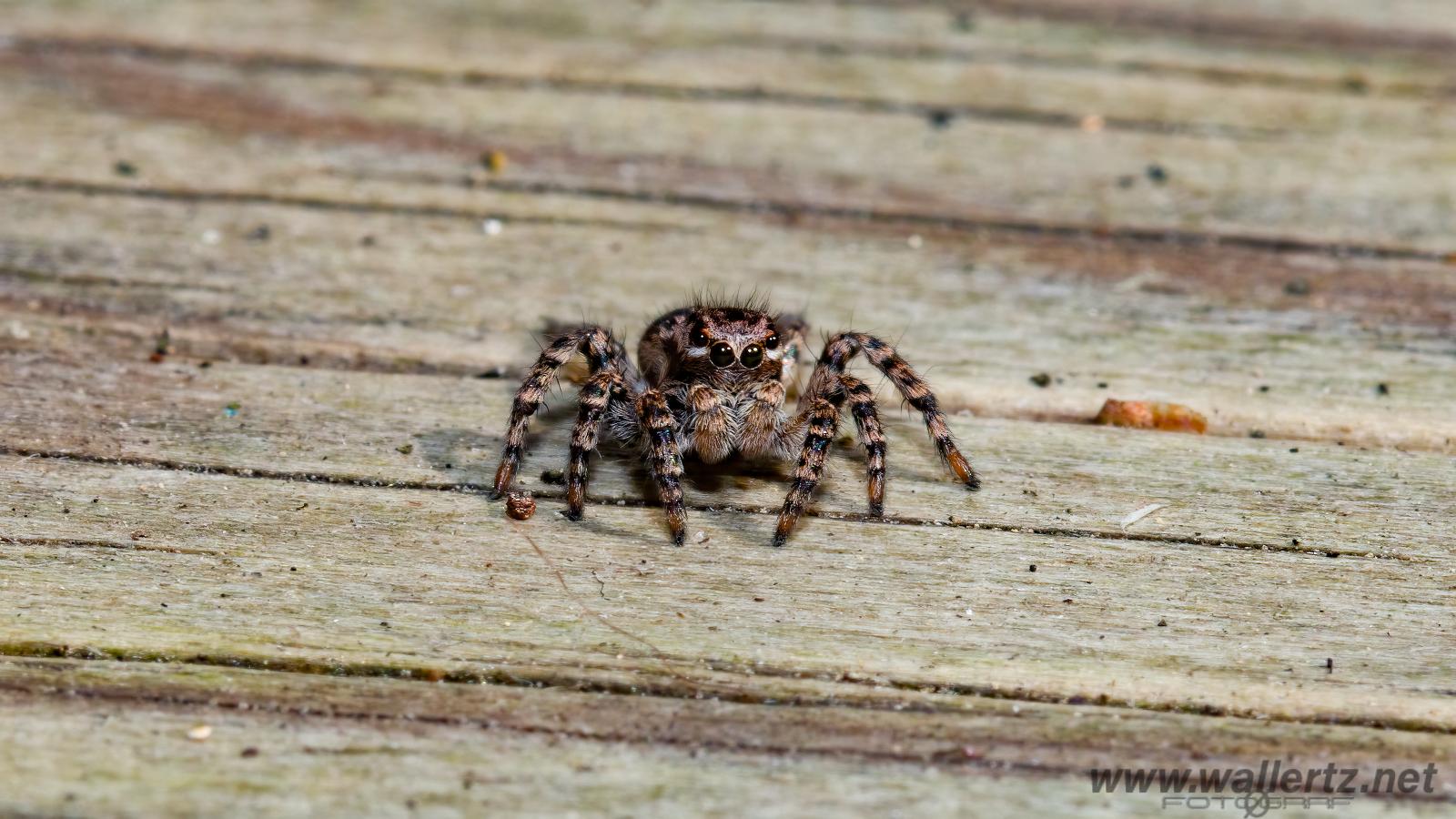 V-Signed Jumping Spider (Vinkelhoppspindel)