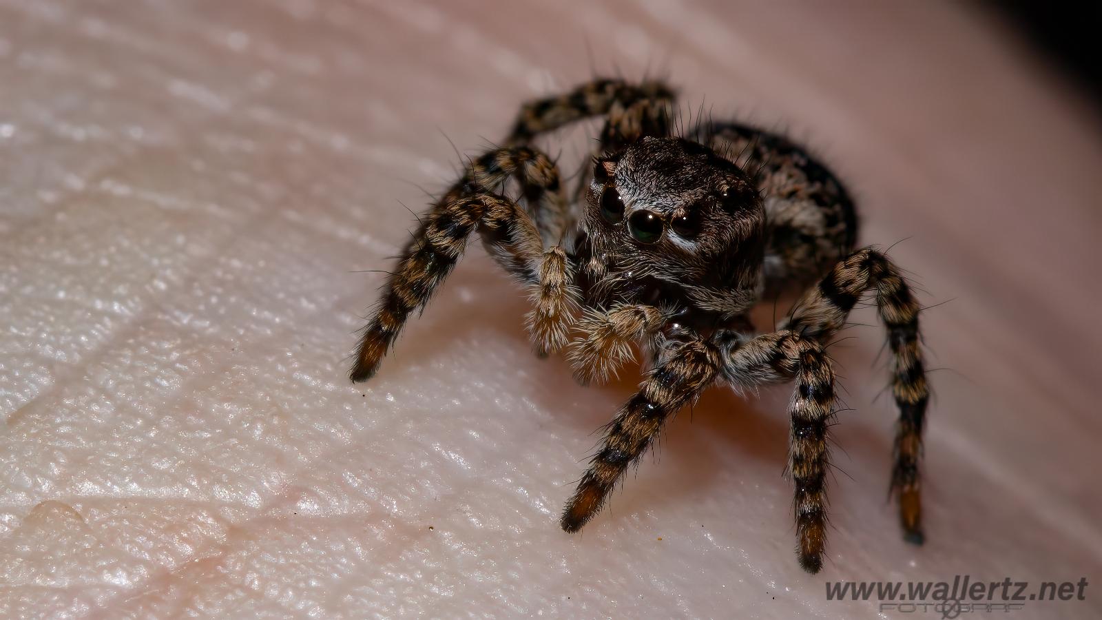 V-Signed Jumping Spider (Vinkelhoppspindel)