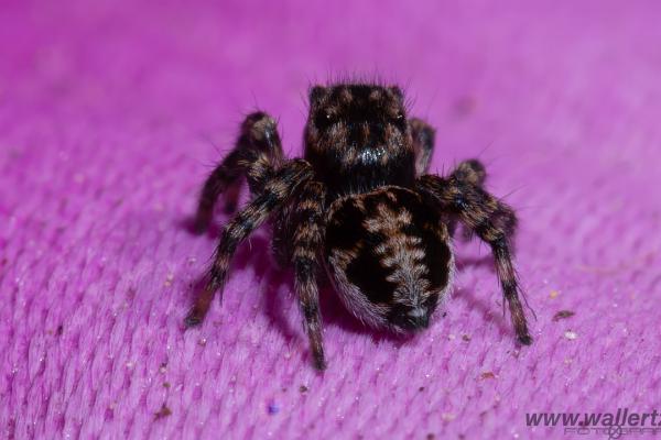 V-Signed Jumping Spider (Vinkelhoppspindel)