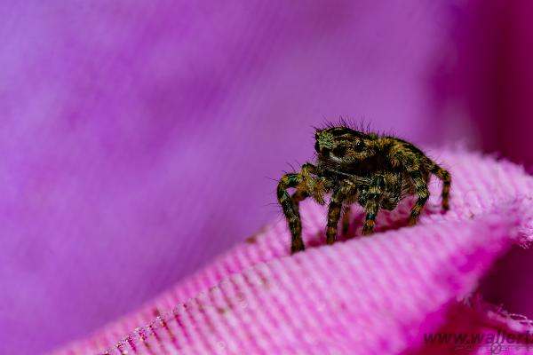 V-Signed Jumping Spider (Vinkelhoppspindel)