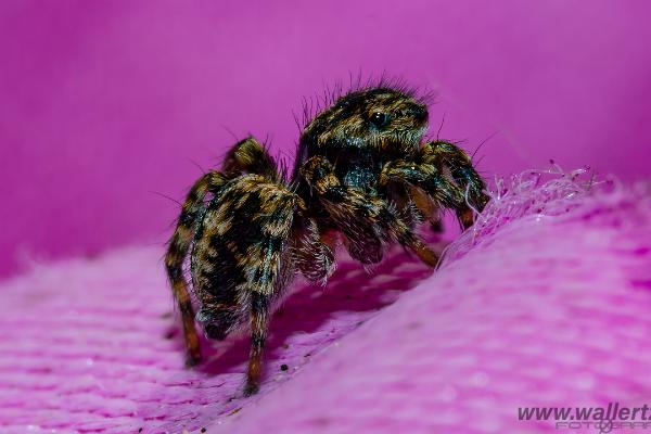 V-Signed Jumping Spider (Vinkelhoppspindel)