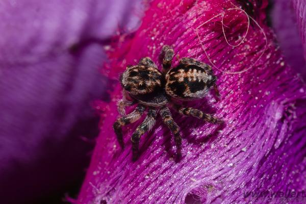 V-Signed Jumping Spider (Vinkelhoppspindel)